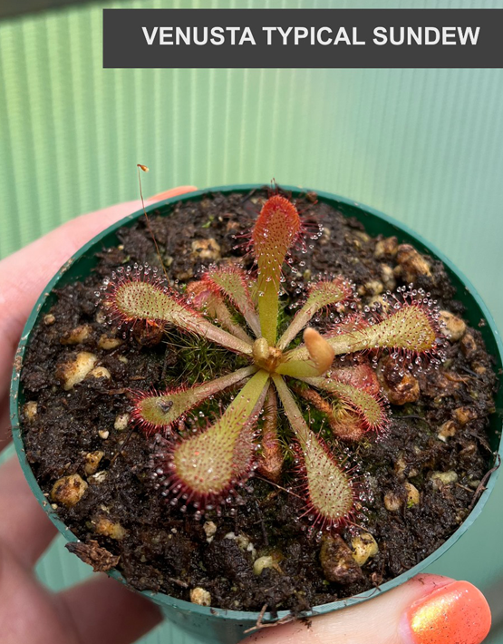 Sundews