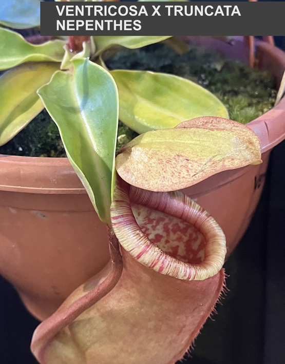 Tropical Pitcher