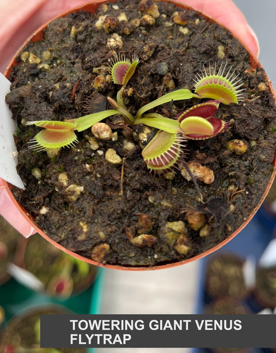 Venus Flytraps