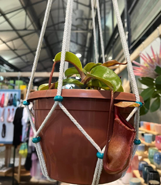 Plant Accessories such as plastic pots