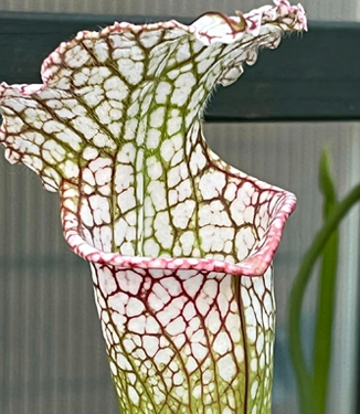 Growing and Caring tips
