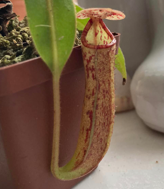 Carnivorous Plants