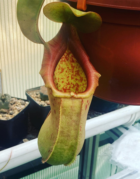  Tropical Pitcher 