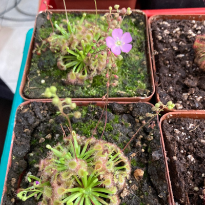 Sundew Plantivorous Pic10