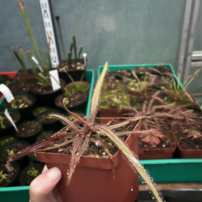 Sundew Plantivorous Pic2