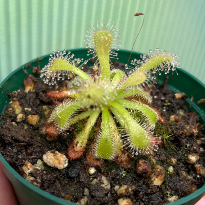 Sundew Plantivorous Pic4