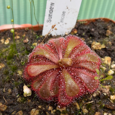 Sundew Plantivorous Pic5