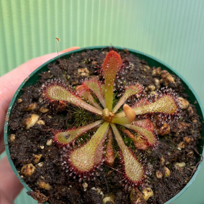 Sundew Plantivorous Pic6