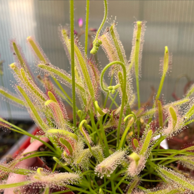 Sundew Plantivorous Pic7