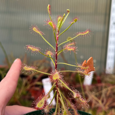 Sundew Plantivorous Pic8