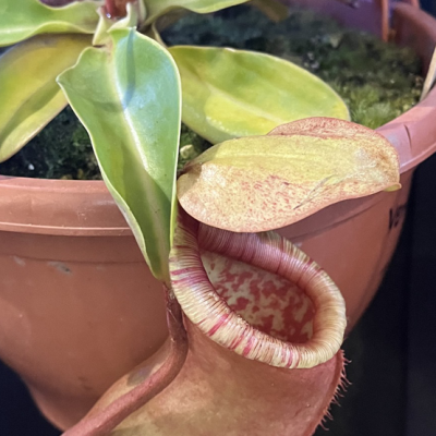 Tropical Pitcher Plantivorous Pic10