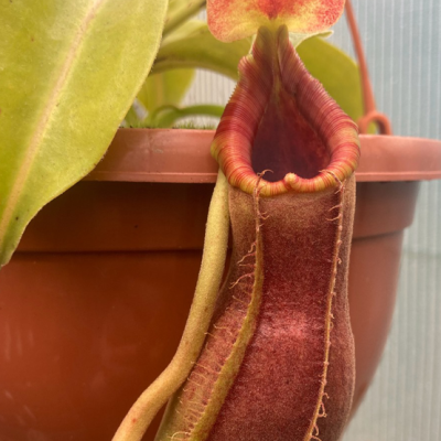 Tropical Pitcher Plantivorous Pic4