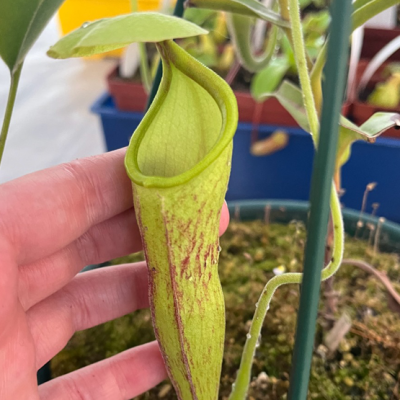 Tropical Pitcher Plantivorous Pic8