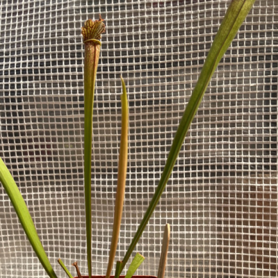 Pitcherplant Plantivorous Pic10
