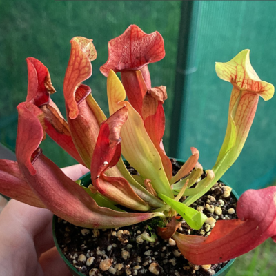 Pitcherplant Plantivorous Pic11