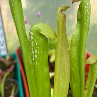 Pitcherplant Plantivorous Pic1