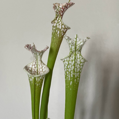 Pitcherplant Plantivorous Pic2