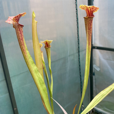 Pitcherplant Plantivorous Pic3