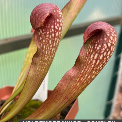 Pitcherplant Plantivorous Pic4