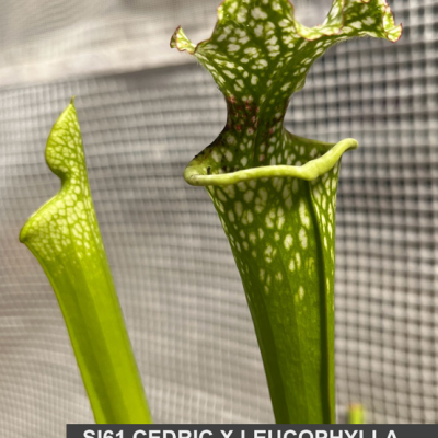 Pitcherplant Plantivorous Pic5