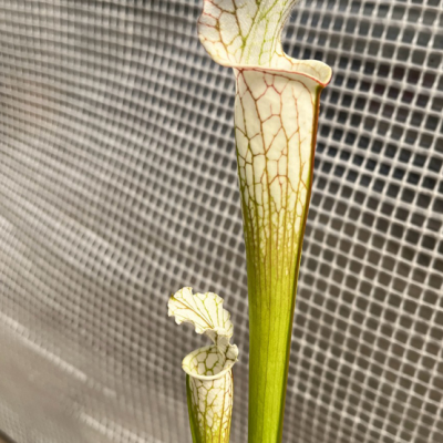 Pitcherplant Plantivorous Pic6