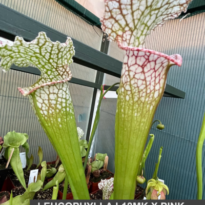 Pitcherplant Plantivorous Pic7