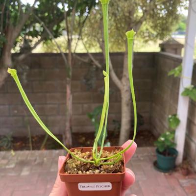 Plant Trumpet Pitcher1