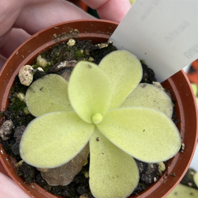 Butterworts Plantivorous Pic2