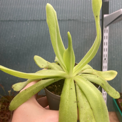 Butterworts Plantivorous Pic3