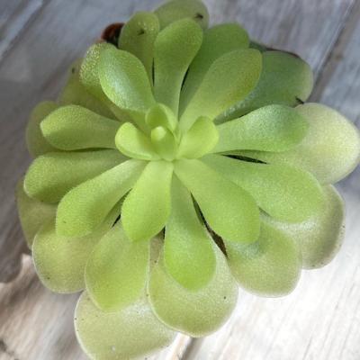 Plant Pinguicula Butterworts3