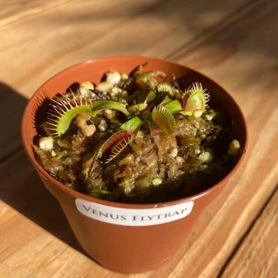 Plant Venus Flytraps