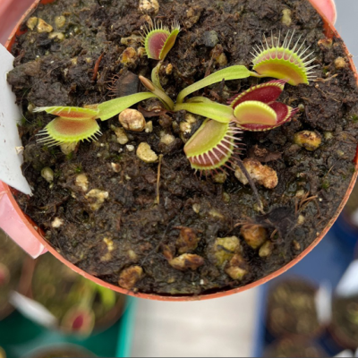 Venus Flytraps Plantivorous Pic10