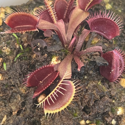 Venus Flytraps Plantivorous Pic12