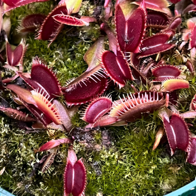 Venus Flytraps Plantivorous Pic13