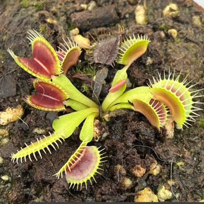 Venus Flytraps Plantivorous Pic1
