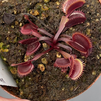Venus Flytraps Plantivorous Pic3