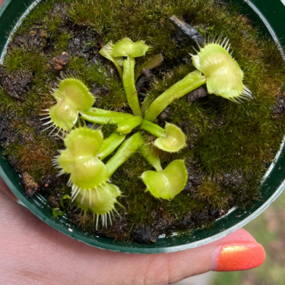 Venus Flytraps Plantivorous Pic4